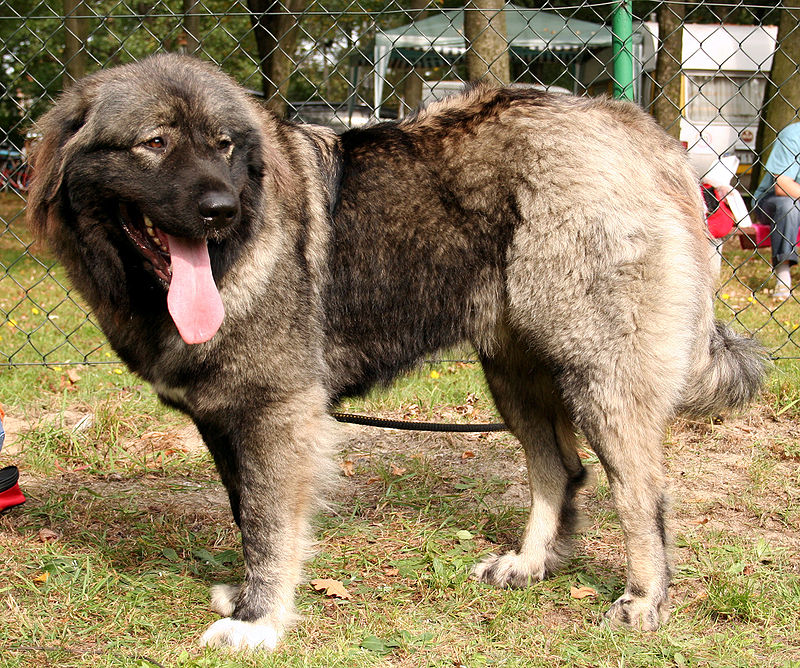 10 of the Largest Dog Breeds