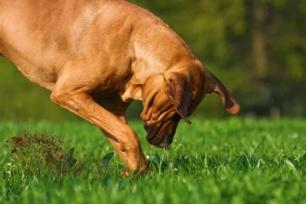 Addressing 10 Common Behavioral Challenges in Dogs and Their Remedies