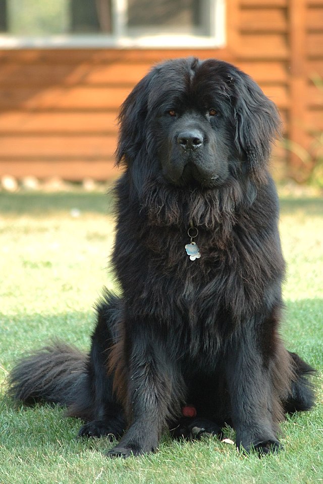 10 of the Largest Dog Breeds