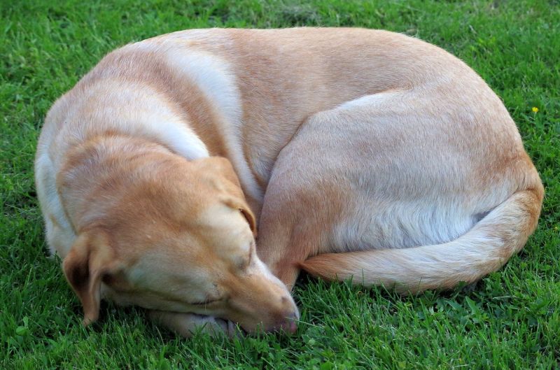 What Your Dog's Sleeping Position Reveals About Their Personality, Health and Character
