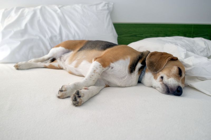 What Your Dog's Sleeping Position Reveals About Their Personality, Health and Character
