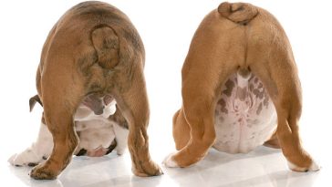 Why Do Dogs Lick Their Butts?