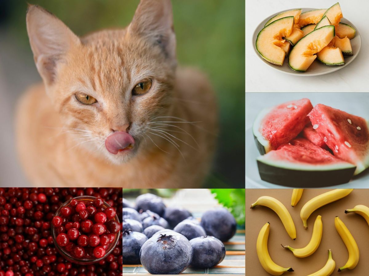What Fruits Can My Cat Eat?